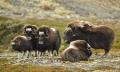Les mer om 'Vinn en guidet moskussafari på Dovre' Vinn en guidet moskussafari på Dovre