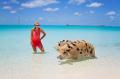 Les mer om 'Vinn grisefin (!) reise til Bahamas verdt 70 000 kroner' Vinn grisefin (!) reise til Bahamas verdt 70 000 kroner