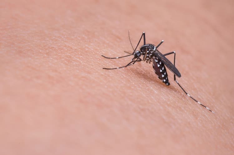 Lag din egen myggspray på 30 sekunder